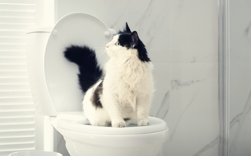 can you train a cat to use the toilet