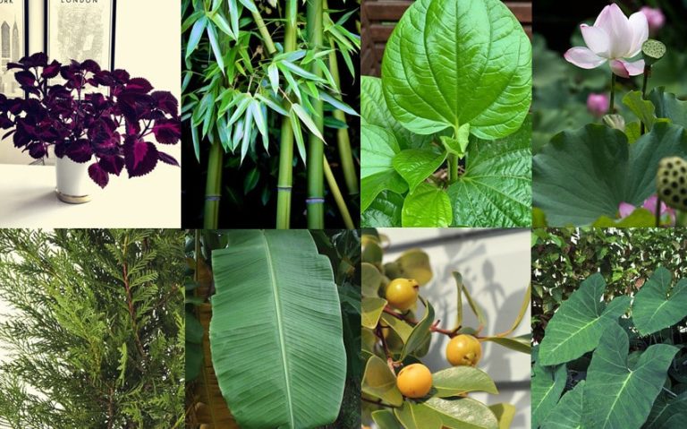 Exploring Nature: 17 Different Types of Leaves