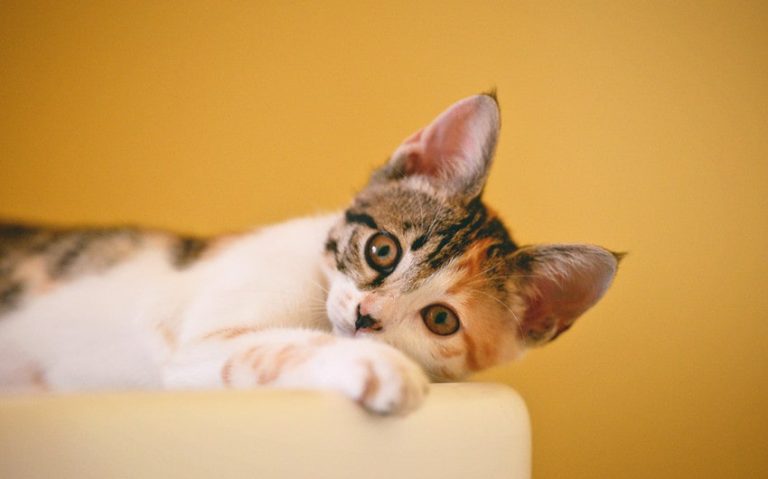 Do Cats Know When You’re Pregnant? What Research Says